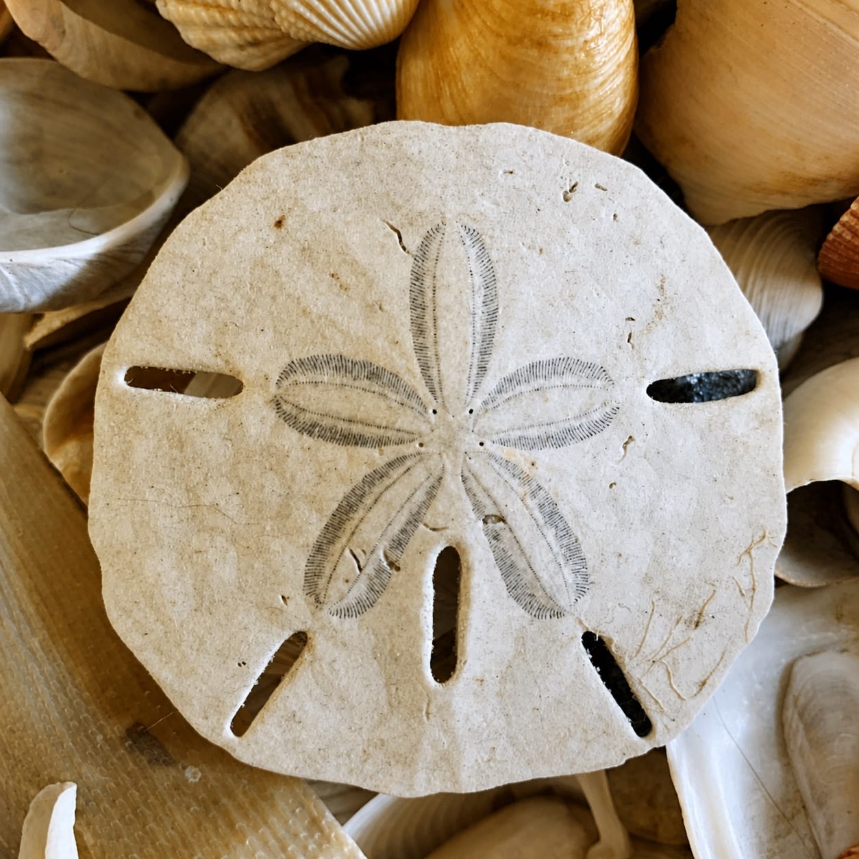 A sand dollar resting among warm neutral seashells