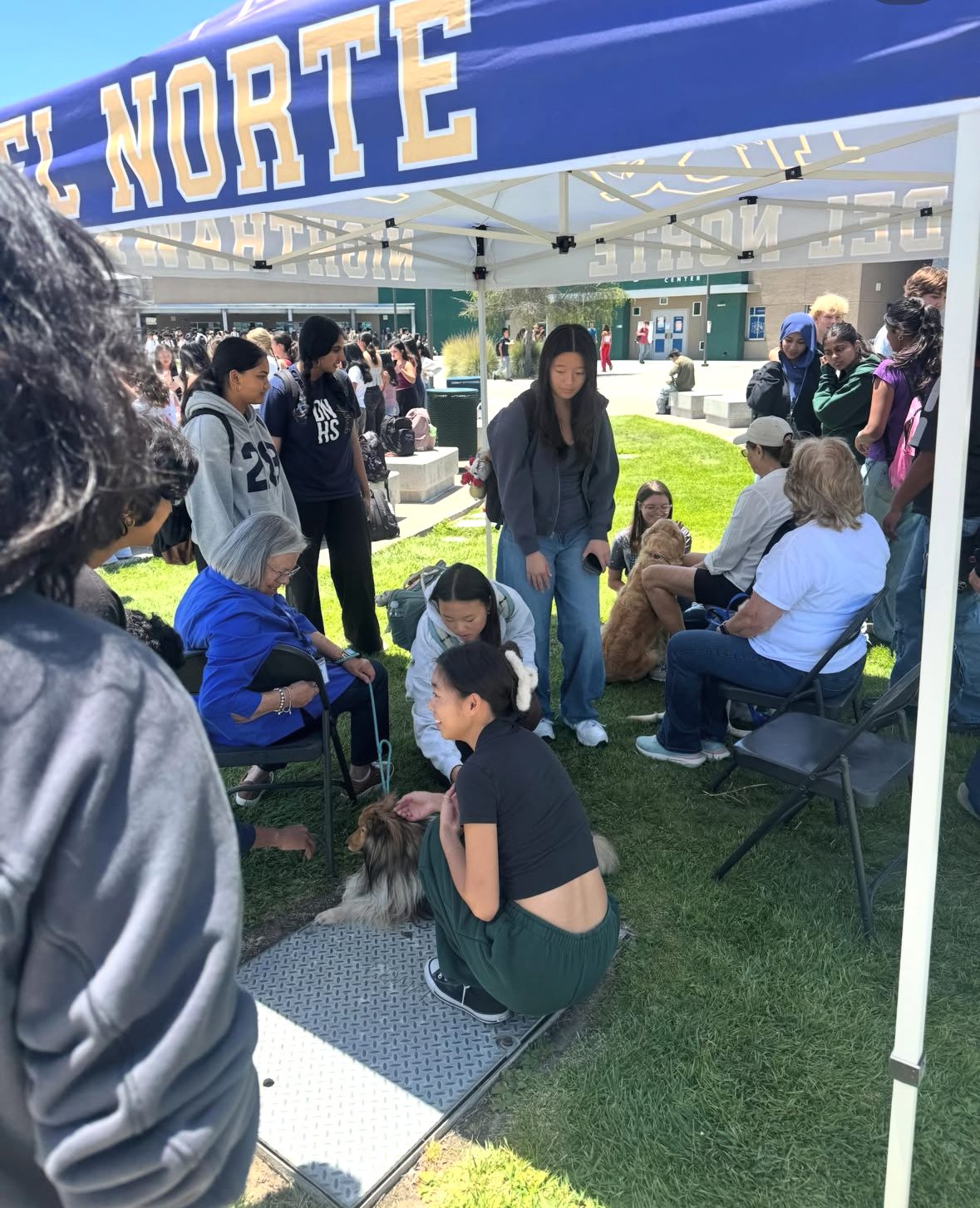 Students sitting with therapy dogs under a Del Norte tent at the Mental Wellness Fair
